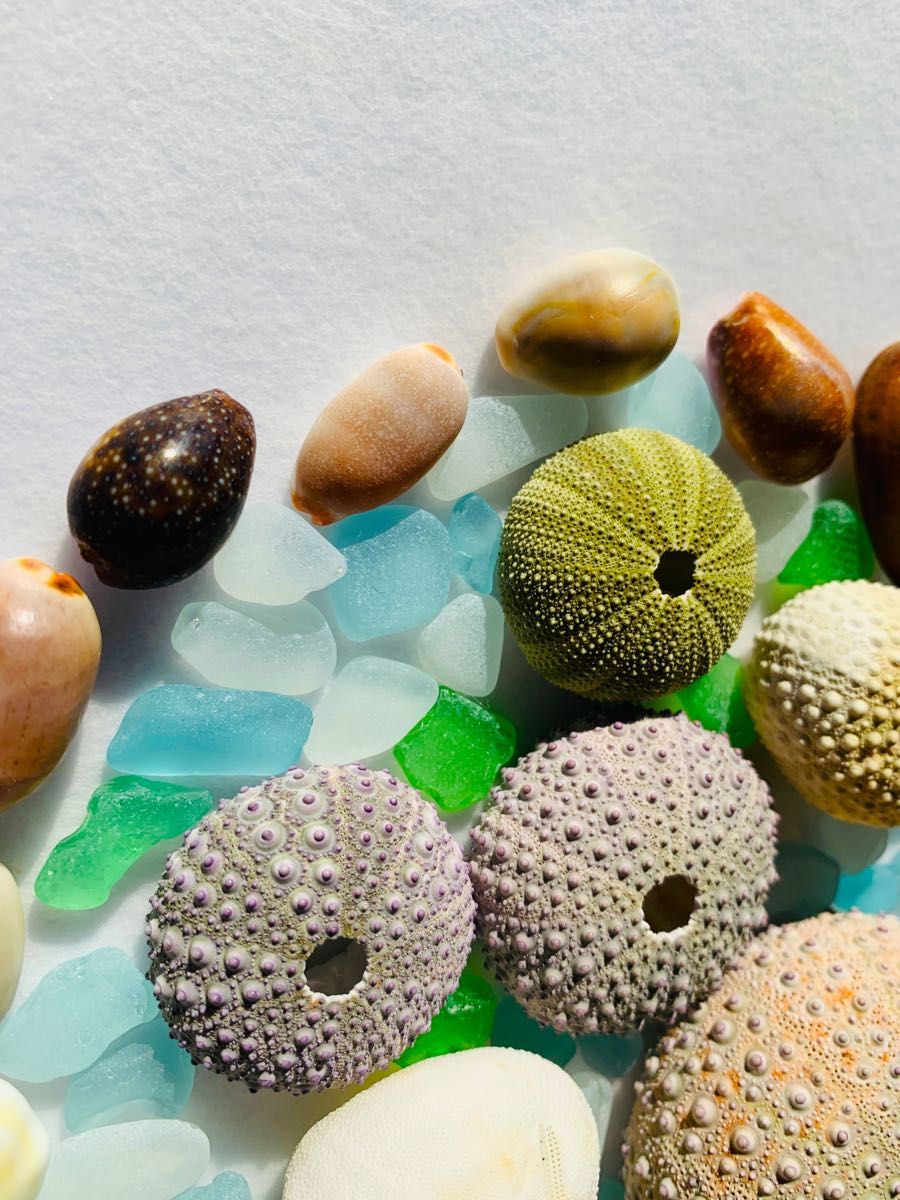 レインボーウニ13点、タコノマクラ棘残し標本1点 さくらんぼ様おまとめ