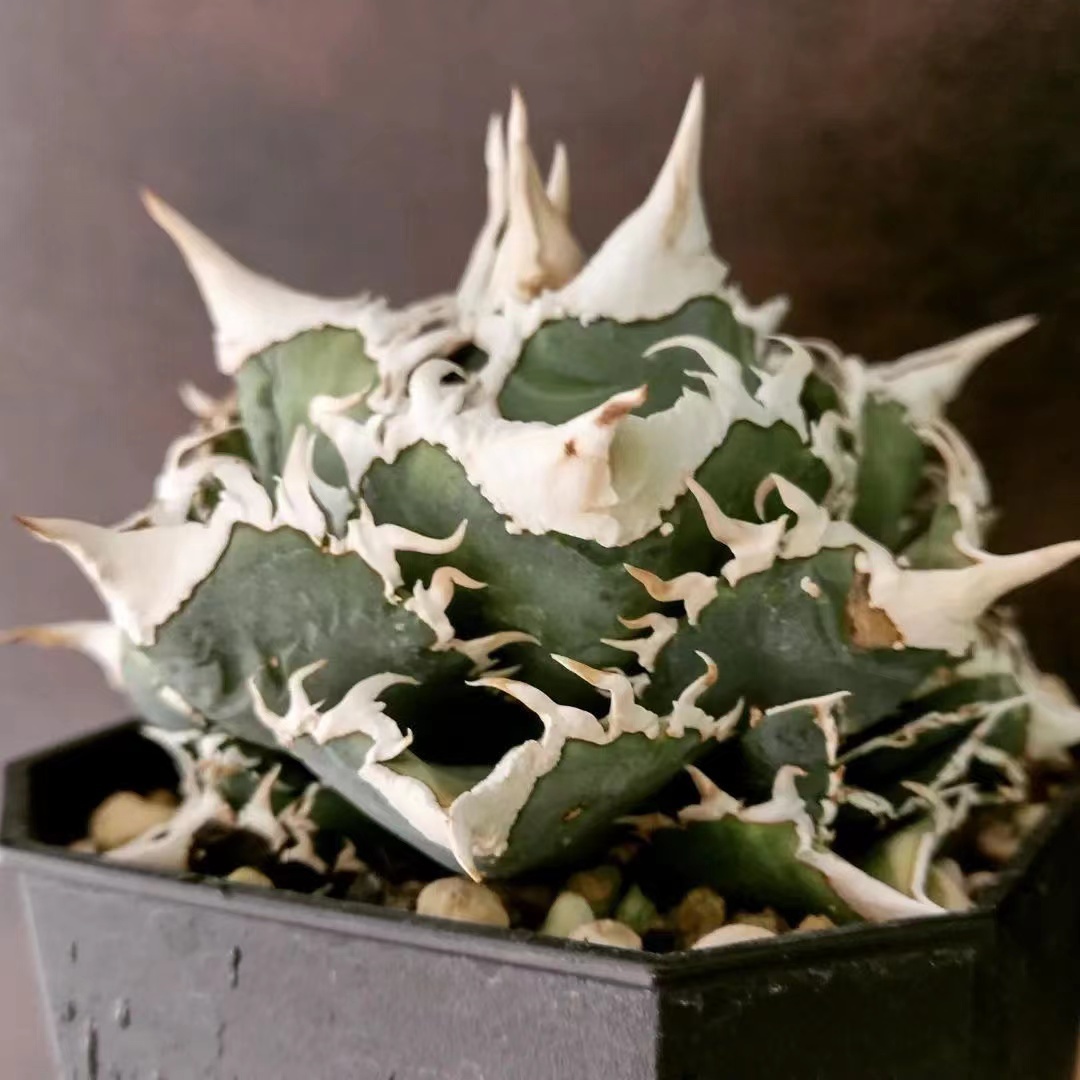 Yahoo!オークション - X38アガベ チタノタ 白豪刺/清櫻 スーパーチタノ