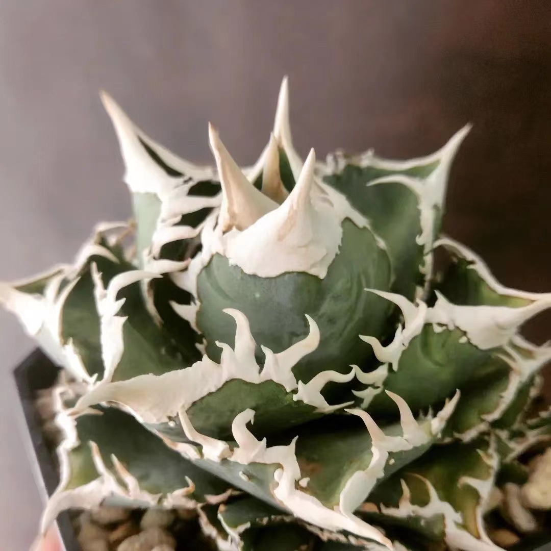 Yahoo!オークション - X38アガベ チタノタ 白豪刺/清櫻 スーパーチタノ