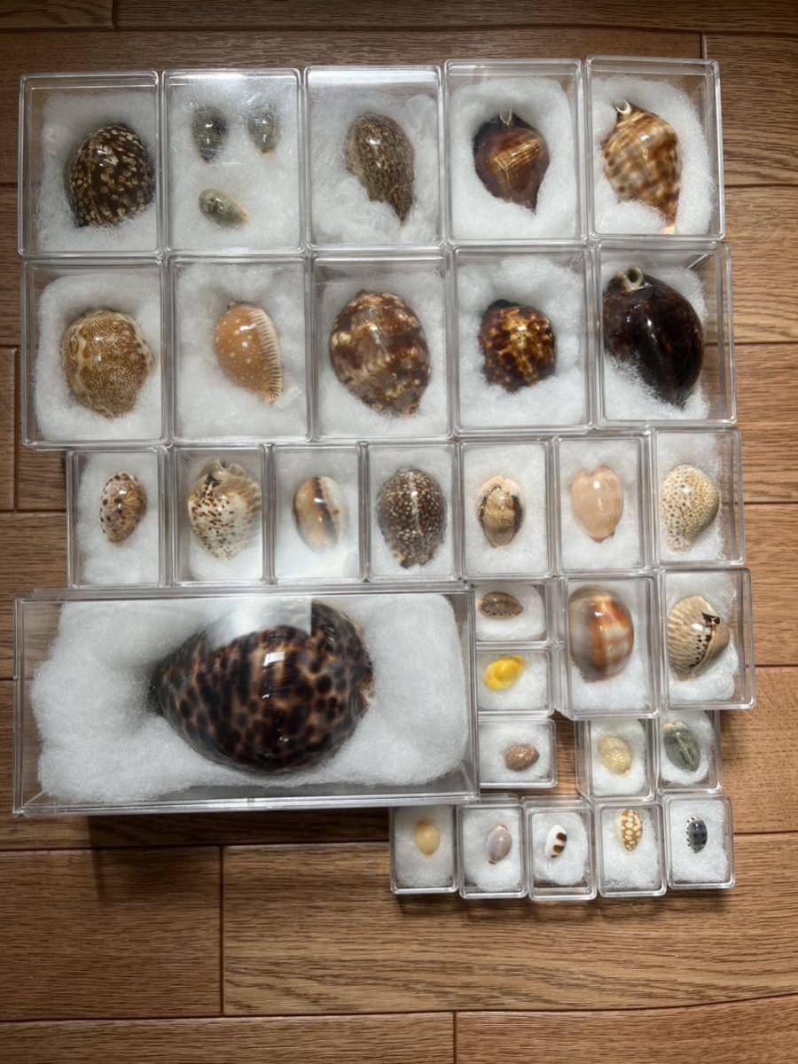 Yahoo!オークション - タカラガイ セット 引退品 宝貝 貝殻 標本 ロッ