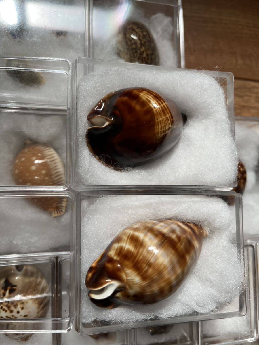 Yahoo!オークション - タカラガイ セット 引退品 宝貝 貝殻 標本 ロッ