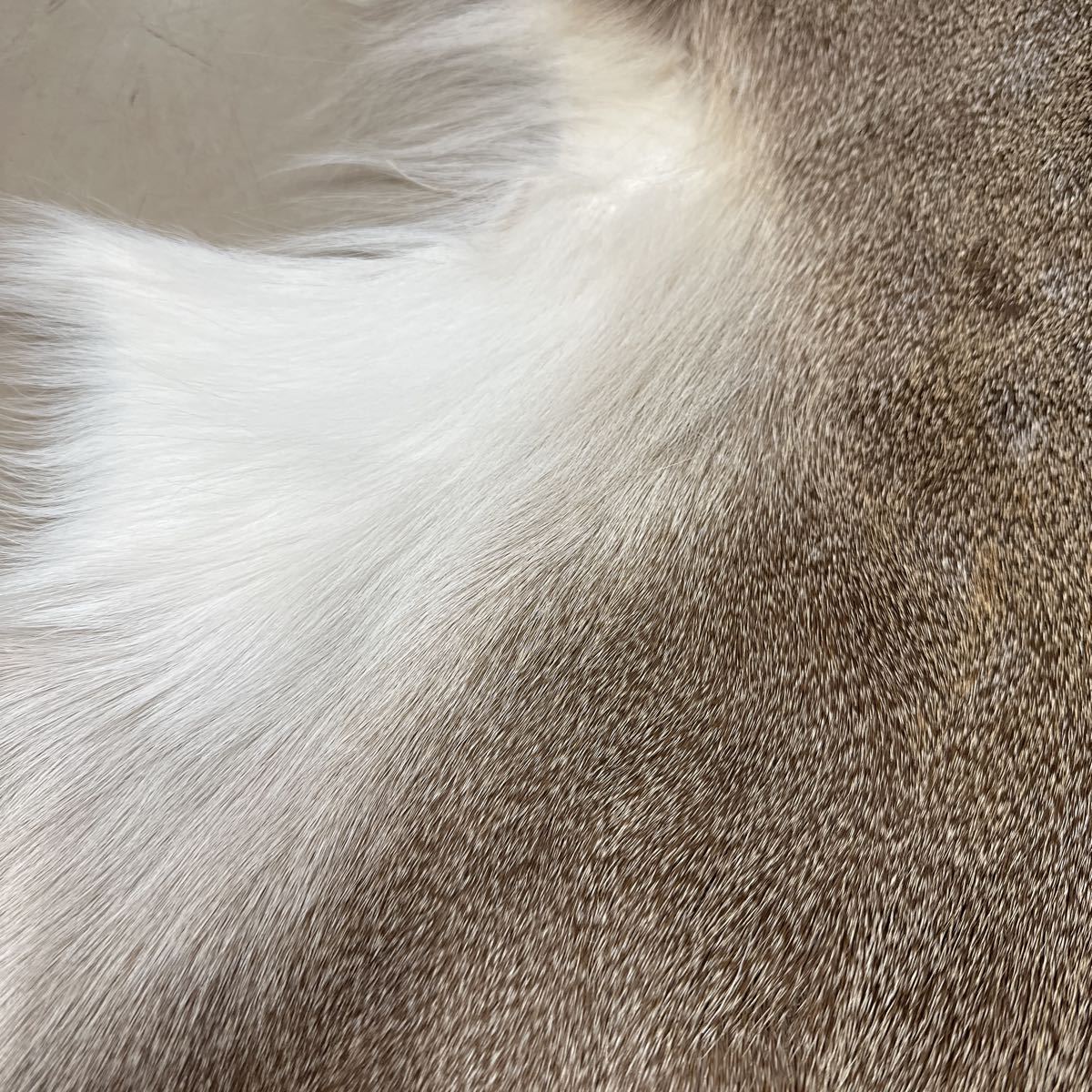 鹿革 ラグマット エゾシカ 蝦夷鹿 敷物 鹿皮オス 冬毛 エゾシカ 毛皮