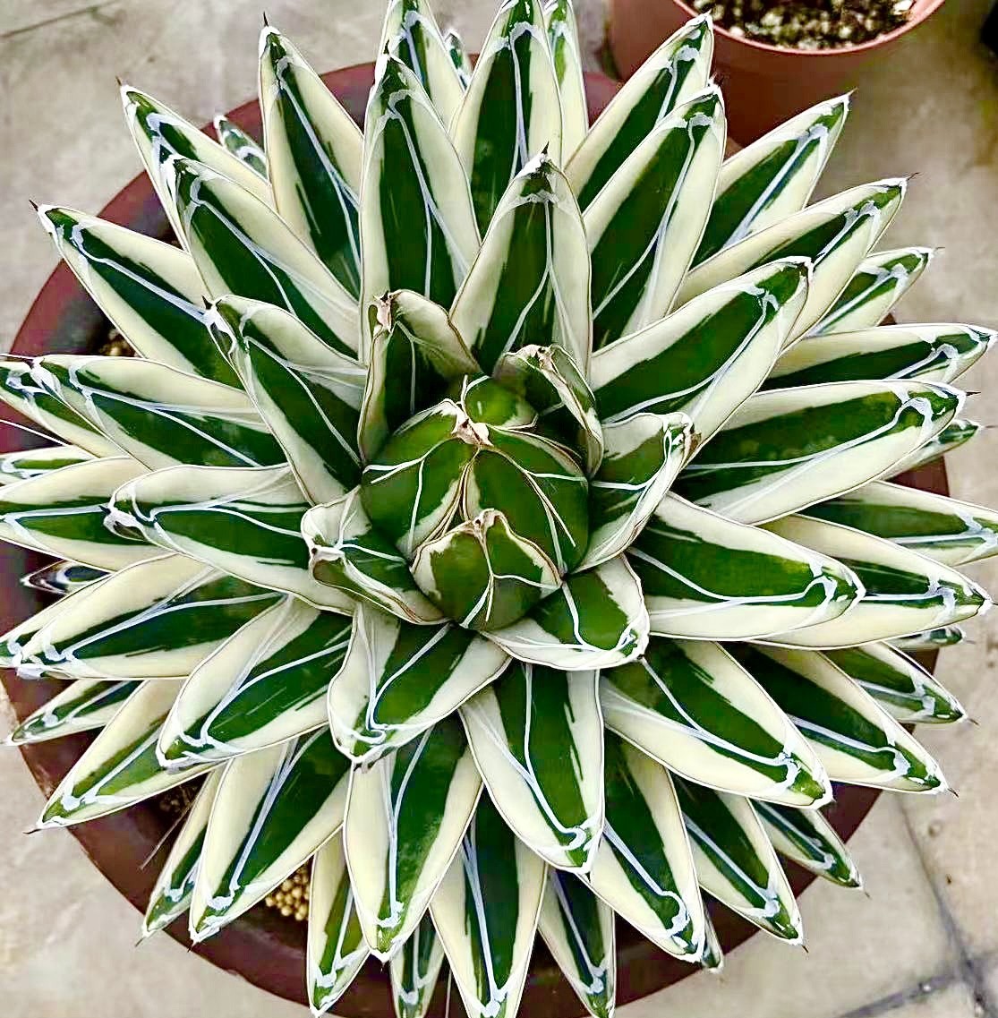 Yahoo!オークション - L53 厳選 多肉植物 アガベ 氷山 発根済み 調子け