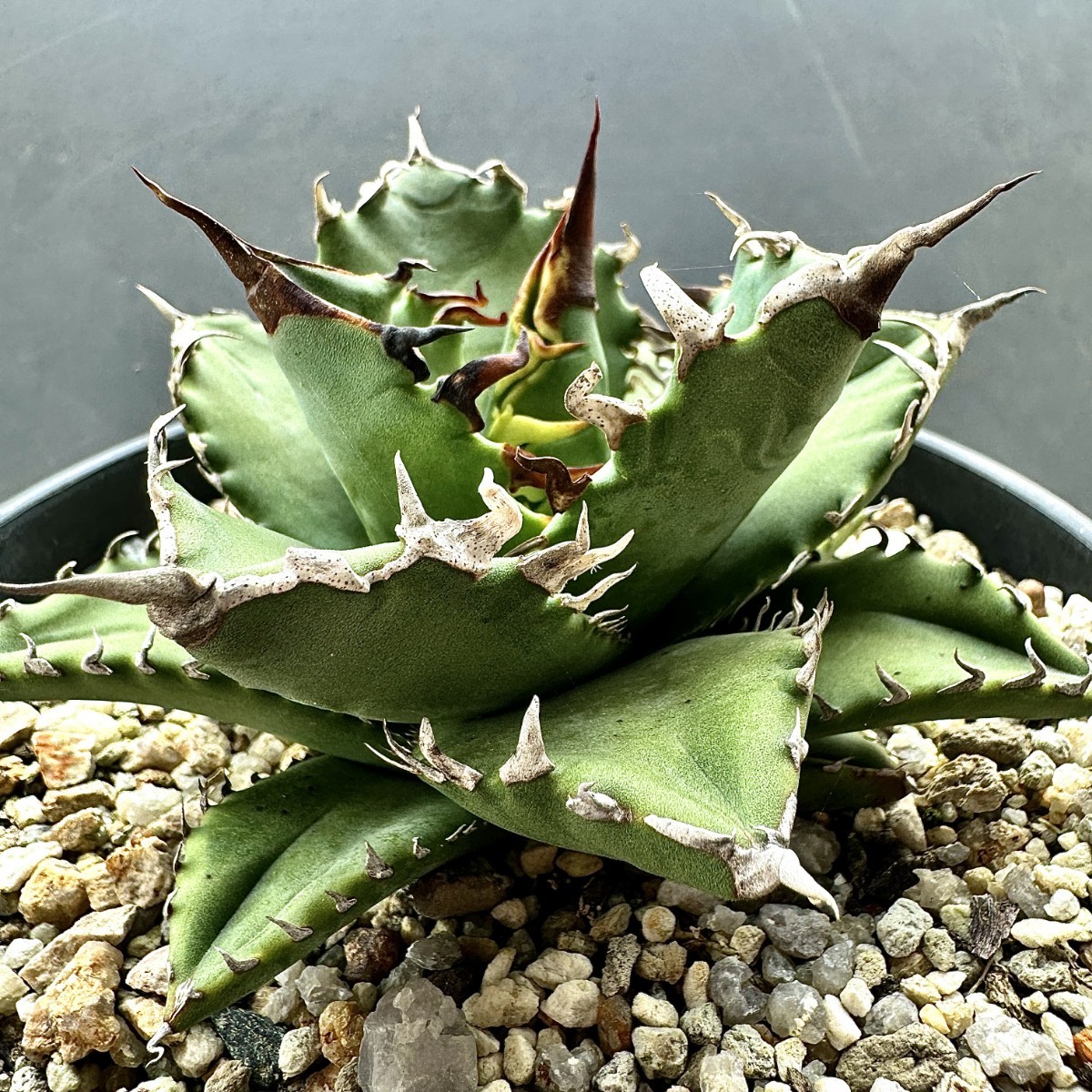 Yahoo!オークション - V14 激レア高級品種 アガベ チタノタ 魔獣 極上