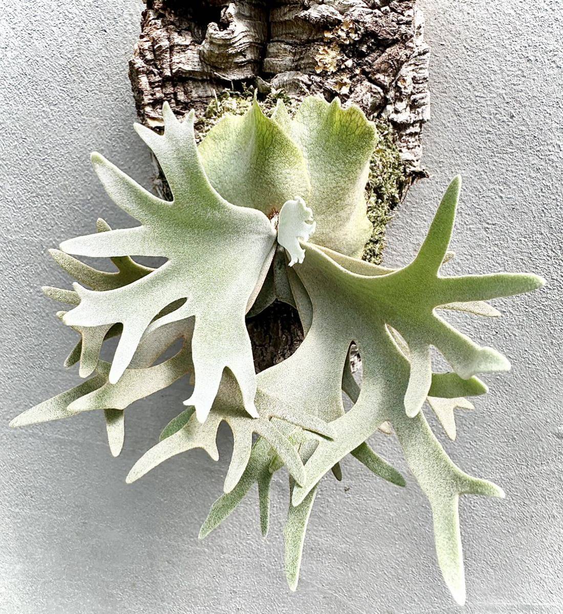 Yahoo!オークション - P. willinckii 'OMG' (original) ウィリンキー【