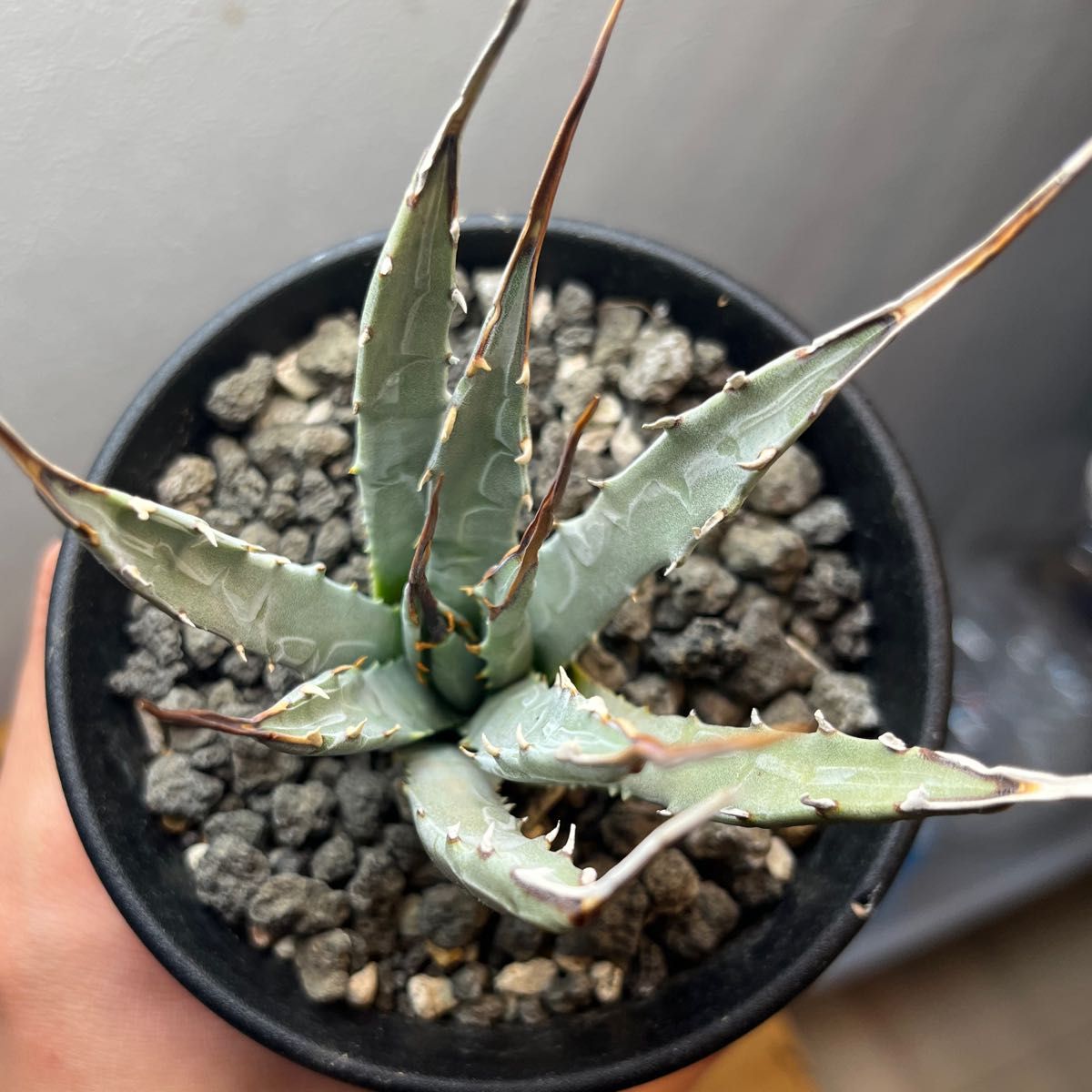 エボリスピナ アガベ 発根済み 鉢ごと輸送 ミニ蘭3号鉢サイズ｜Yahoo