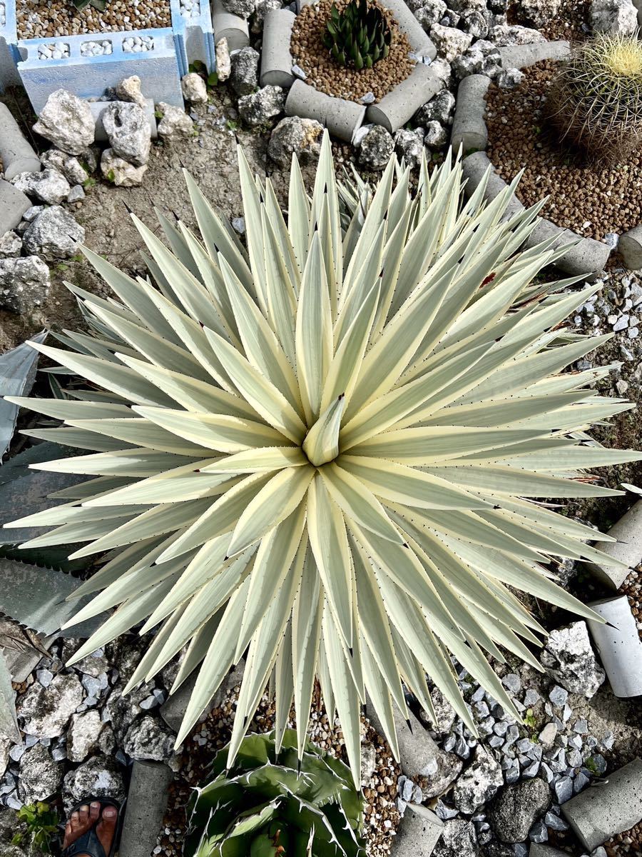 Yahoo!オークション - アガベ ミルキー ホワイト Agave Angustifolia M