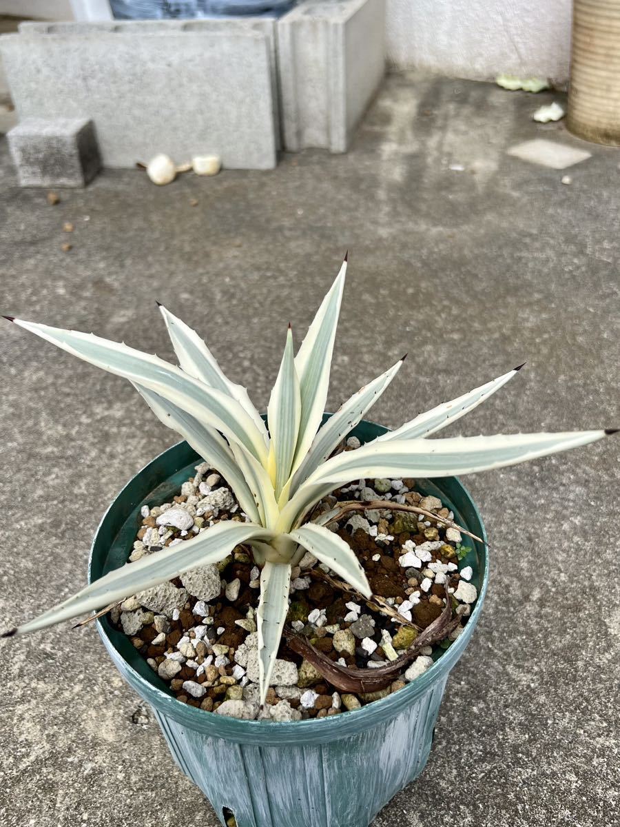 レア アガベ ミルキーホワイト 美株 アガベ ミルキーホワイト Agave