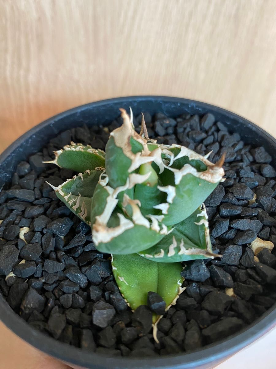 アガベ チタノタ CJ-Special 子株 / 検索）ホオジロザメ 大白鯊｜Yahoo