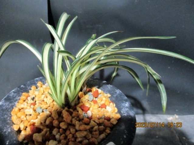 Yahoo!オークション - ［日本春蘭］ 白帝王 8本 750 （韓国春蘭・中国