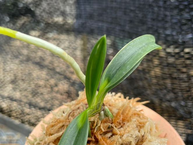 富貴蘭「金閣」若木割子 富貴蘭【金閣】 | 富貴蘭を楽しんでブログ