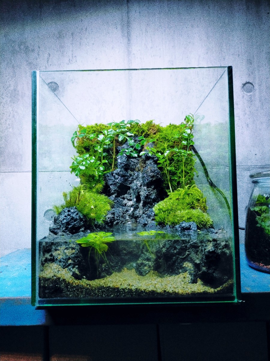 滝の流れるアクアテラリウム 完成品｜Yahoo!フリマ（旧PayPayフリマ）