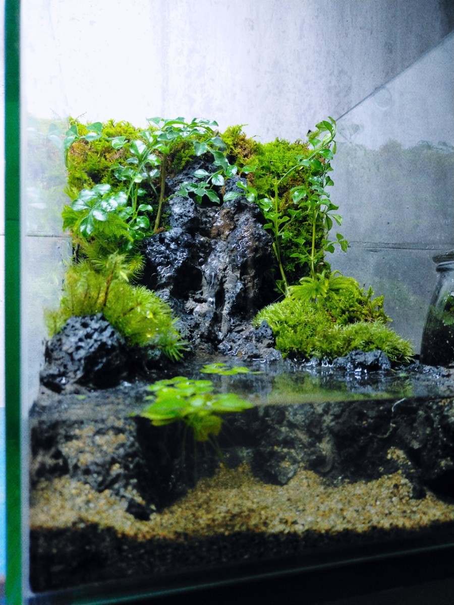 滝の流れるアクアテラリウム 完成品｜Yahoo!フリマ（旧PayPayフリマ）
