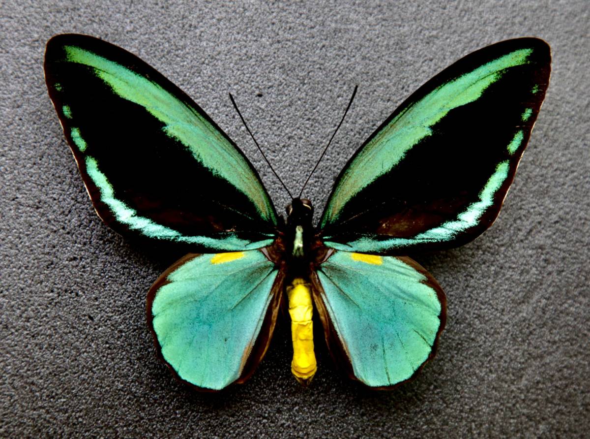 Yahoo!オークション - 外国産蝶標本 オビトリバネアゲハ A♂ 開長125m