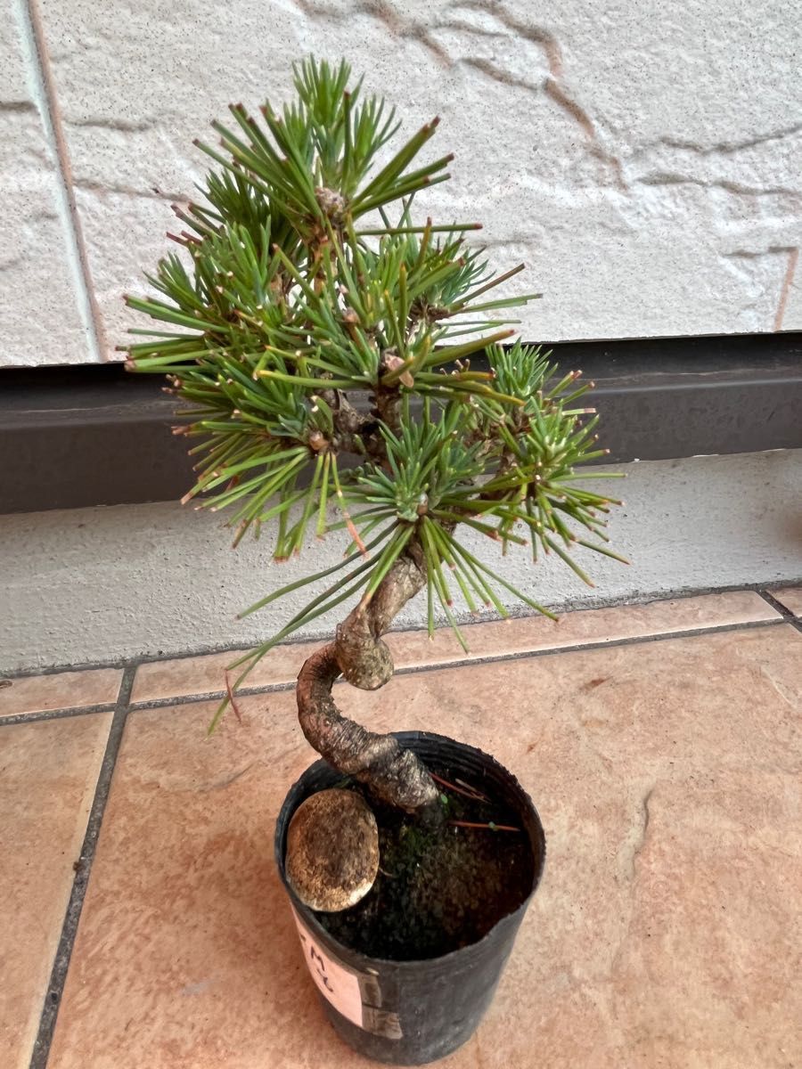 KM-8(小品素材)黒松実生樹齢 5年日本産｜Yahoo!フリマ（旧PayPayフリマ）