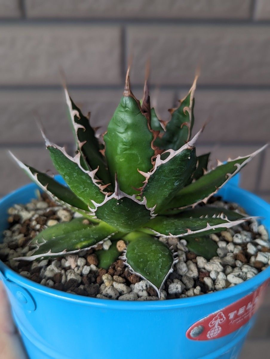 アガベ ホリダ・ギルベイ 特選短葉 中株 チタノタオテロイ白鯨レッド