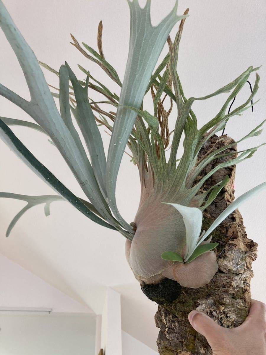 Yahoo!オークション - ビカクシダ P.veitchii Auburn river spore 子株