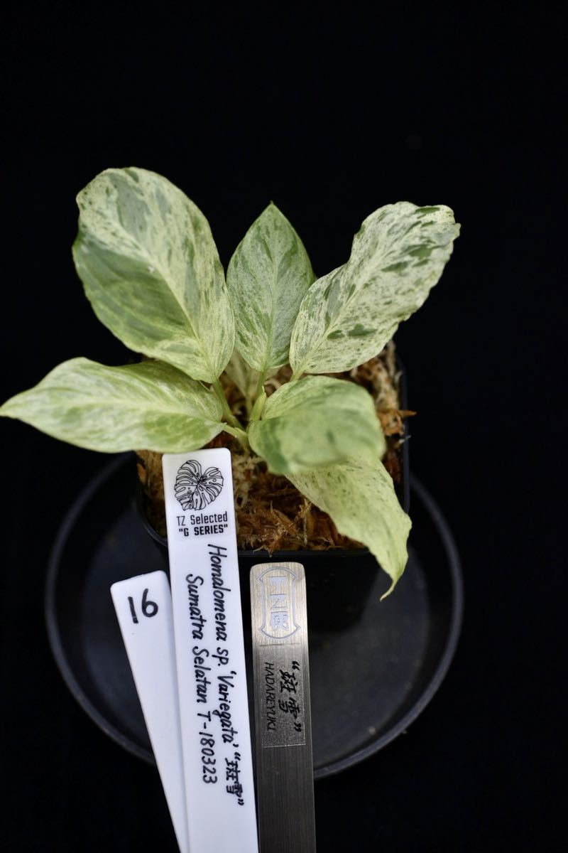 Homalomena sp. variegated 斑雪 Homalomena sp. variegated 斑雪 観葉植物