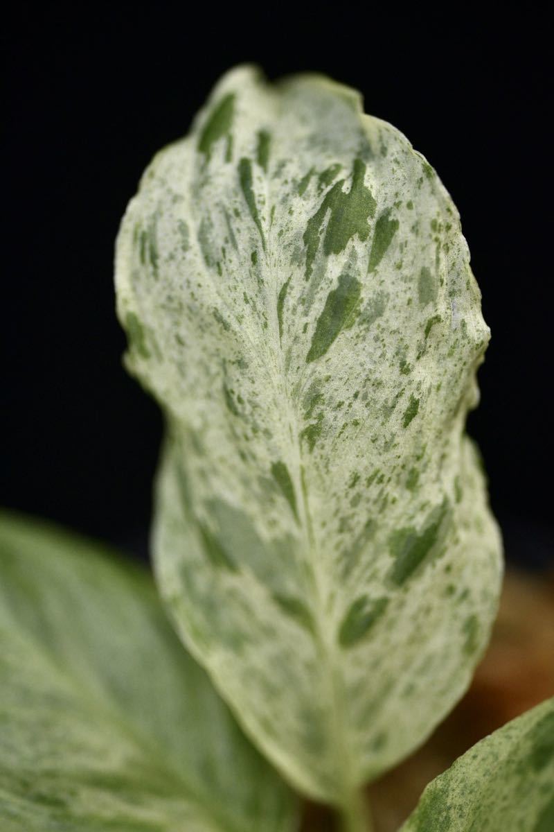Homalomena sp. variegated 斑雪 Homalomena sp. variegated 斑雪 観葉植物