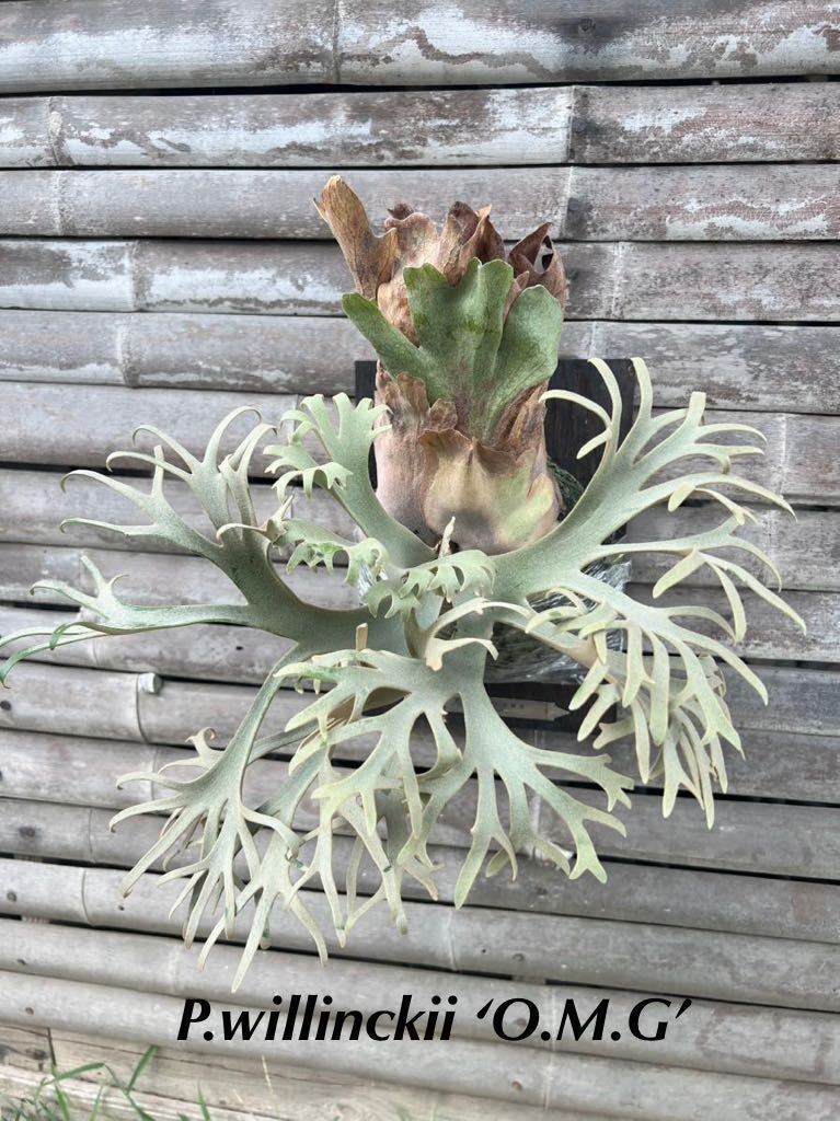 Yahoo!オークション - P.willinckii 'O.M.G' オリジナル【abnormal】