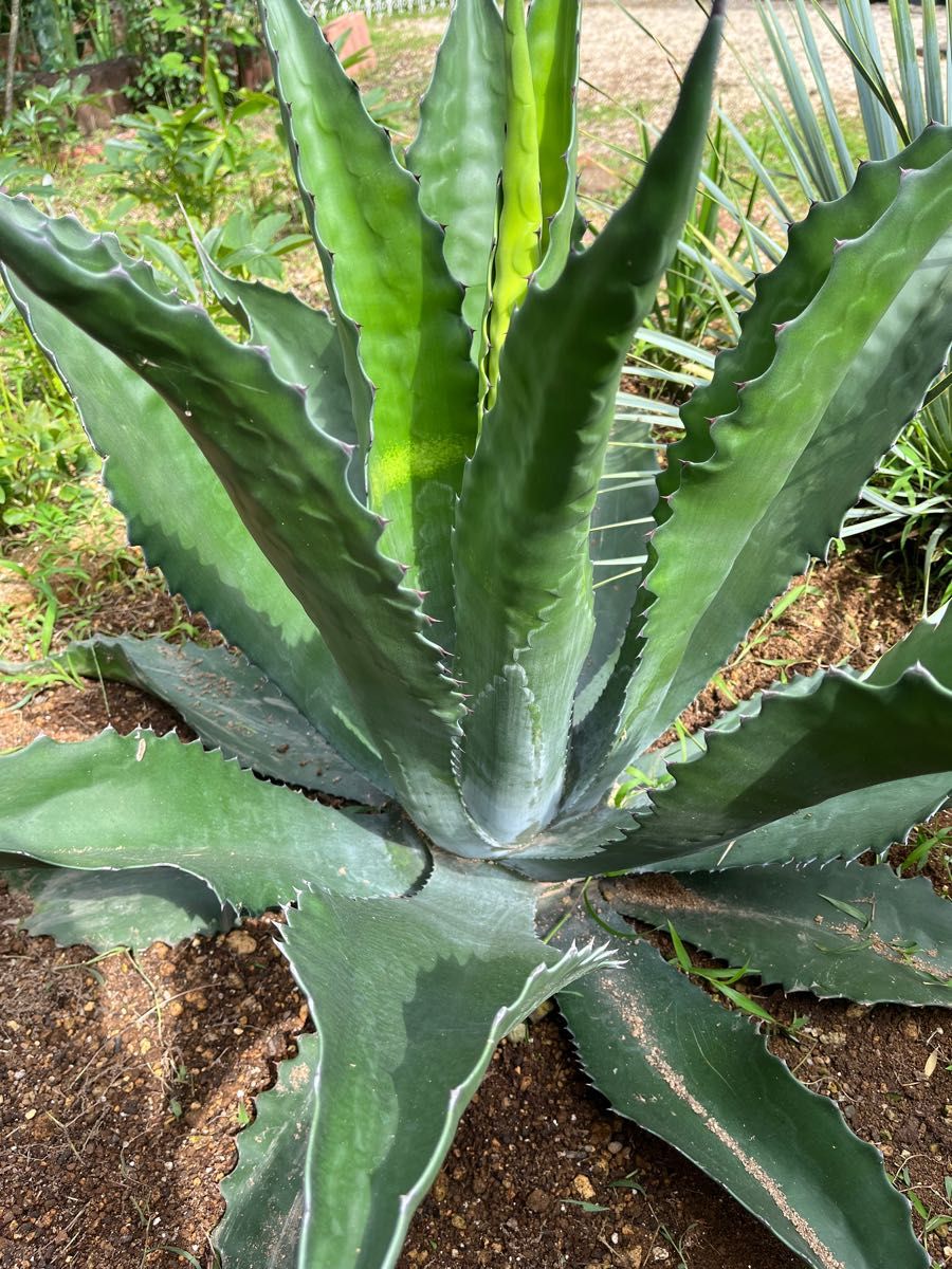 アガベ サルミアナ フェロックス ローガンカルホーン 2｜Yahoo!フリマ