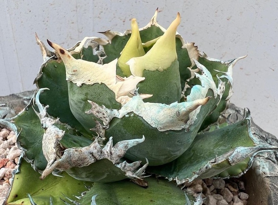 Yahoo!オークション - 白豪刺 SG823-2 アガベ チタノタ （検索）清櫻