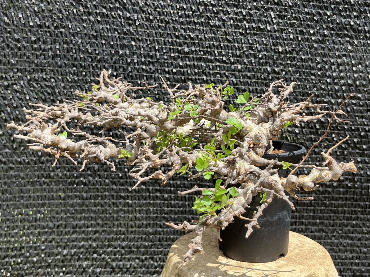 Dettagli dell'articolo コミフォラ エイル Commiphora eyl 良型 美株