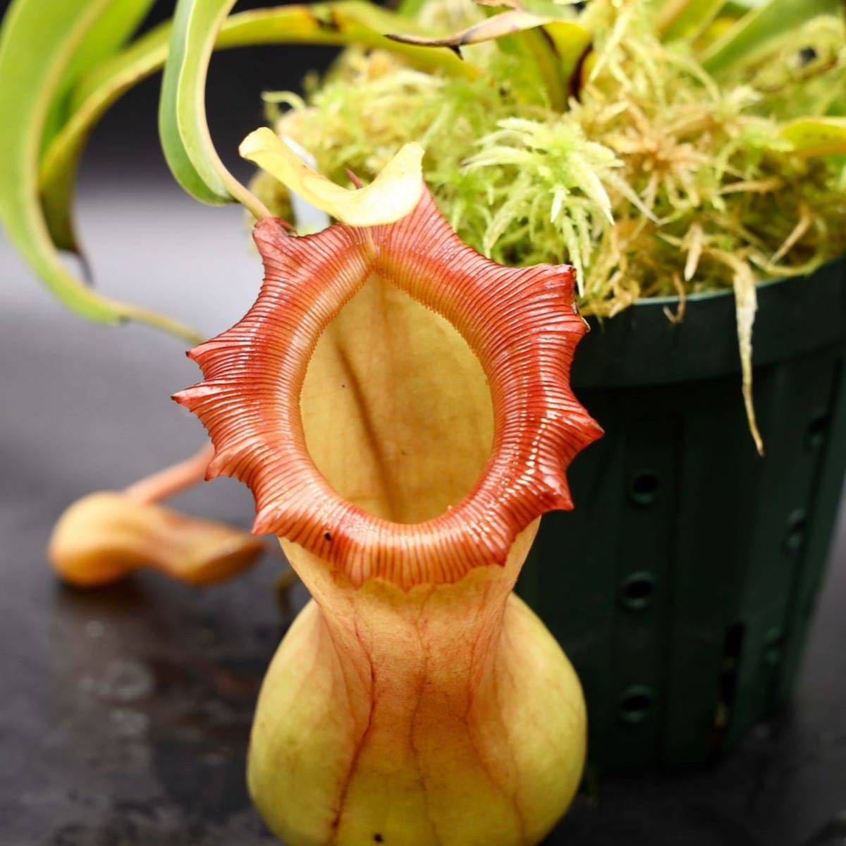 Yahoo!オークション - N. ventricosa Bicol Luzon Philippines. No.8【