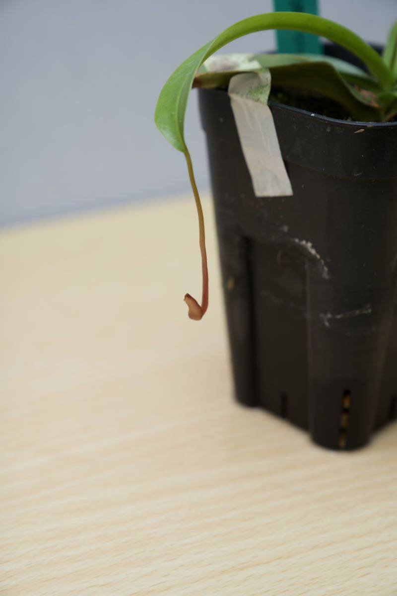 Yahoo!オークション - N. ventricosa Bicol Luzon Philippines. No.8【