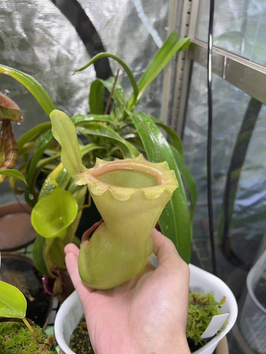 Yahoo!オークション - N. ventricosa Bicol Luzon Philippines. No.8【