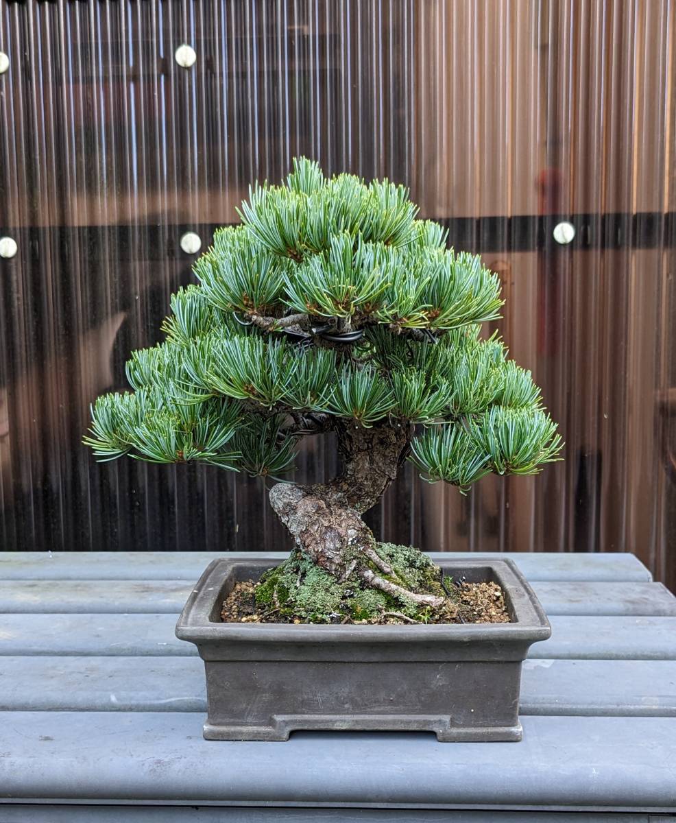 五葉松盆栽真柏楓紅葉黒松-松樹–日本Yahoo!拍賣｜MYDAY代標代購網