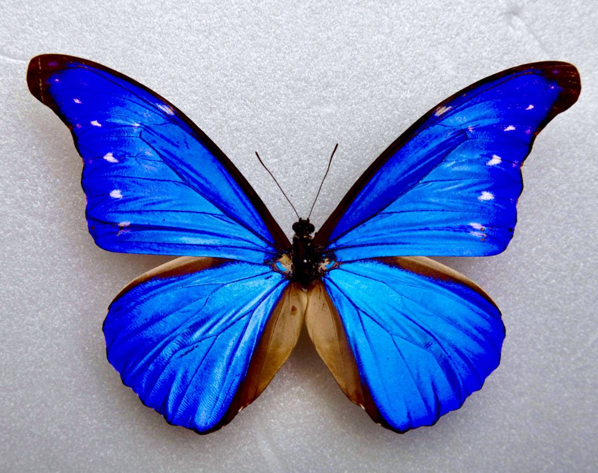 Yahoo!オークション - 外国産蝶標本 カキカモルフォ A-♂ 大型140mm