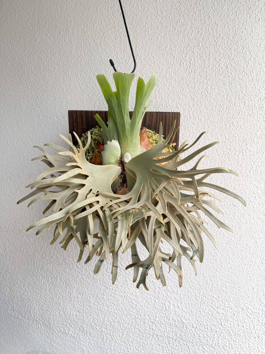 ビカクシダ ウィリンキー YMDS イエロームーンドワーフ スポアYP-011