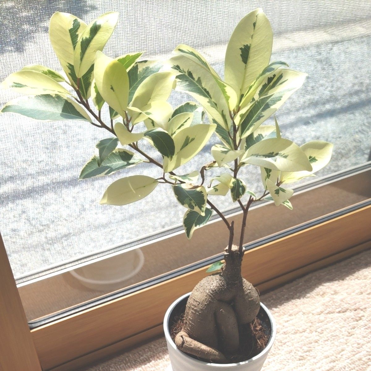 SALE ガジュマル 斑入り 接ぎ木 希少レア 観葉植物 ニンジンガジュマル