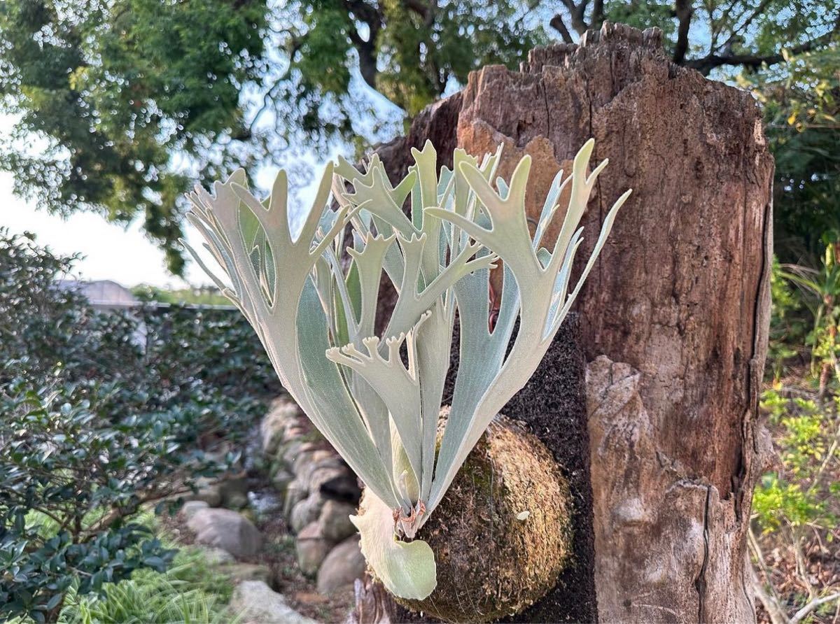 Yahoo!オークション - ②【NGP】P.Elsa F304 胞子培養株 /ビカクシダ E