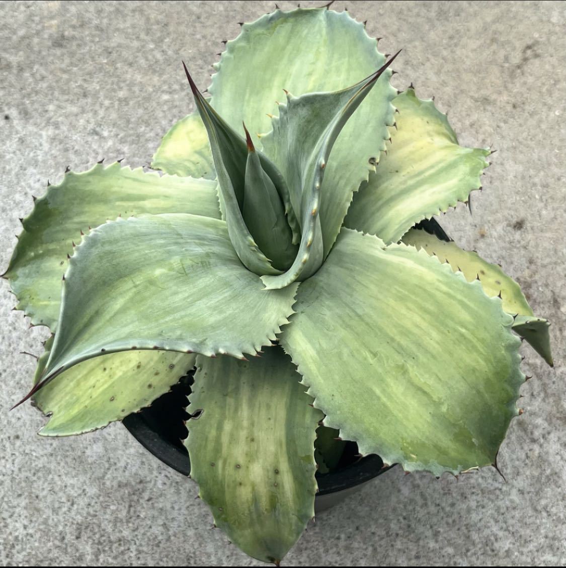 Yahoo!オークション - hp 7 アガベ オバティフォリア 斑入り フロステ