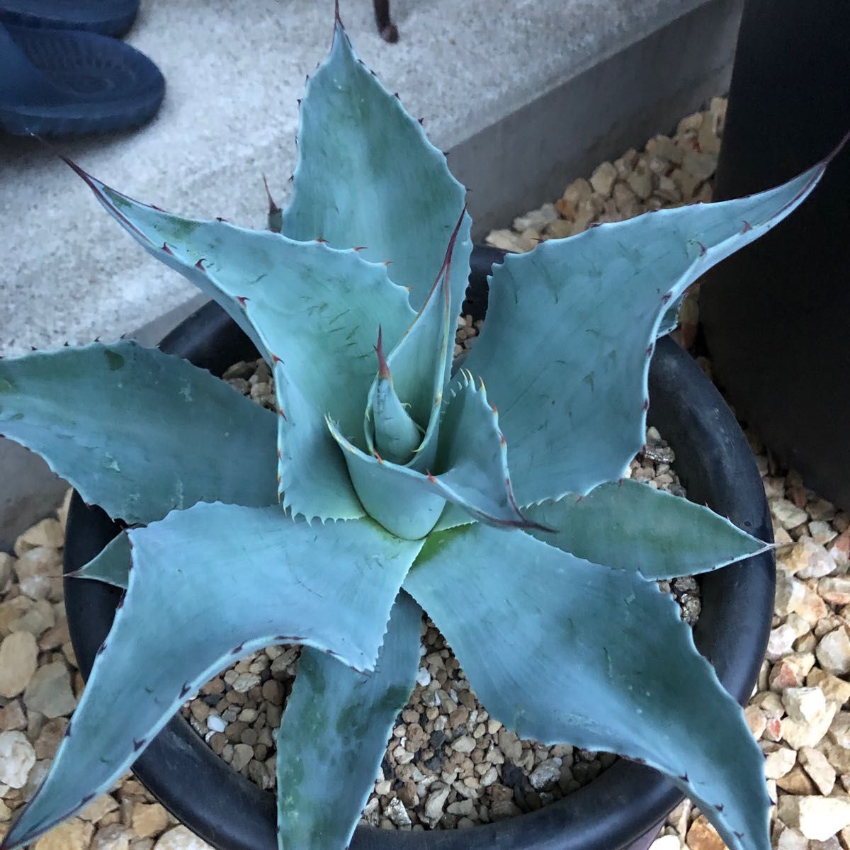 アガベ オバティフォリア フロスティブルー｜Yahoo!フリマ（旧PayPay