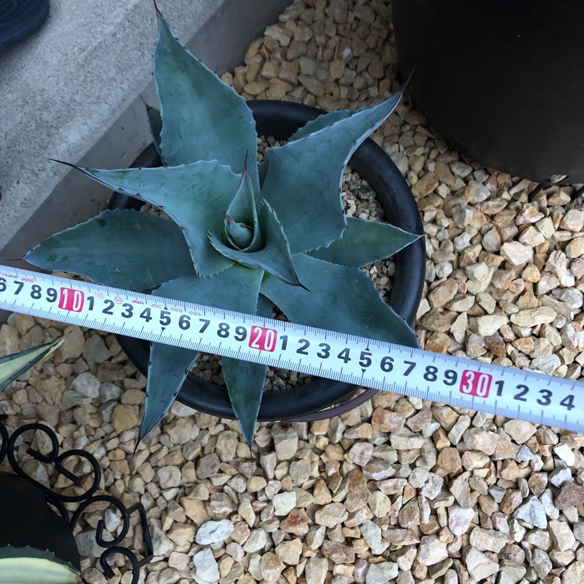 アガベ オバティフォリア フロスティブルー｜Yahoo!フリマ（旧PayPay