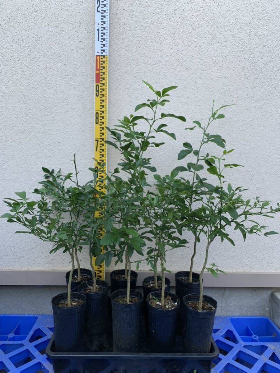 Yahoo!オークション - スイングルシトルメロ 1セット9苗 柑橘類の強勢