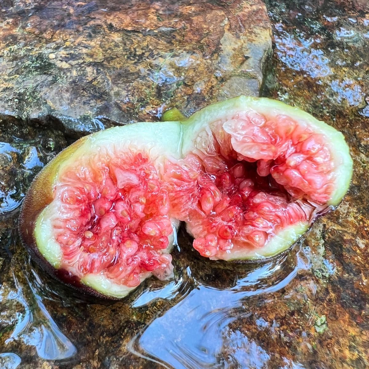 専用】イチジク 穂木 【公式通販】