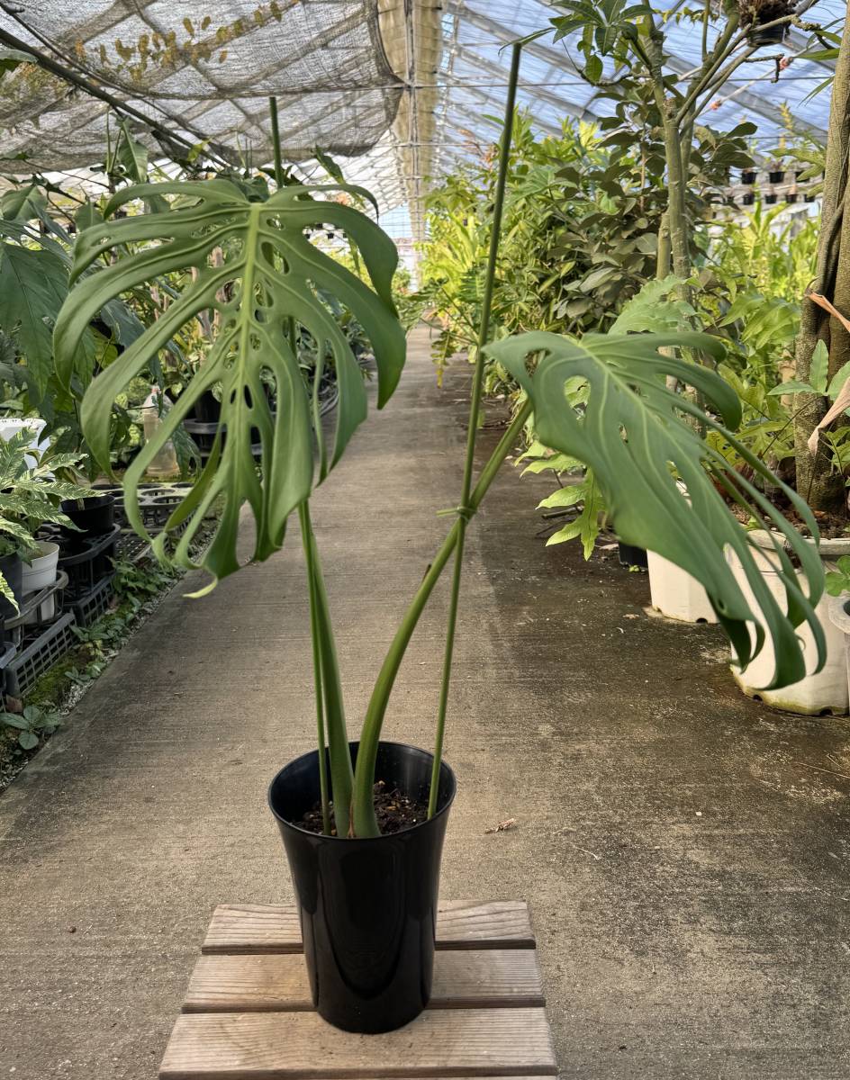 Yahoo!オークション - モンステラ・デリシオサ・スケルトン Monstera D