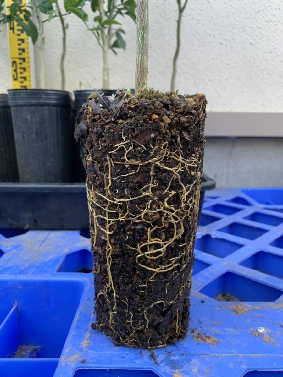 Yahoo!オークション - スイングルシトルメロ 1セット9苗 柑橘類の強勢