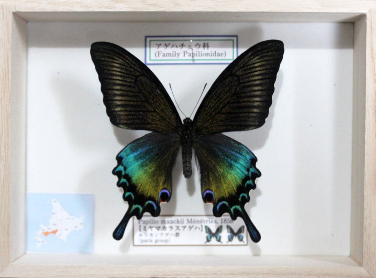Yahoo!オークション - 蝶標本 ミヤマカラスアゲハ（特種夏型♀）