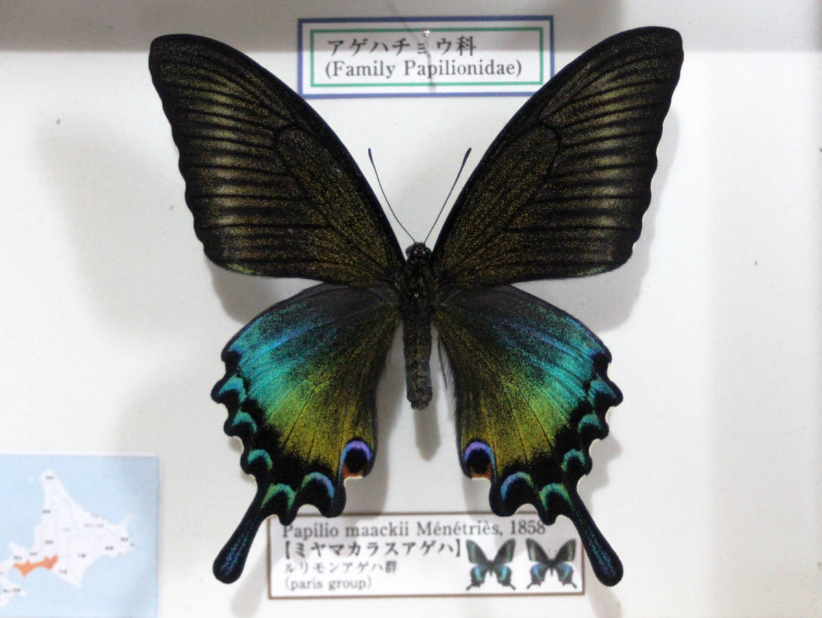 Yahoo!オークション - 蝶標本 ミヤマカラスアゲハ（特種夏型♀）