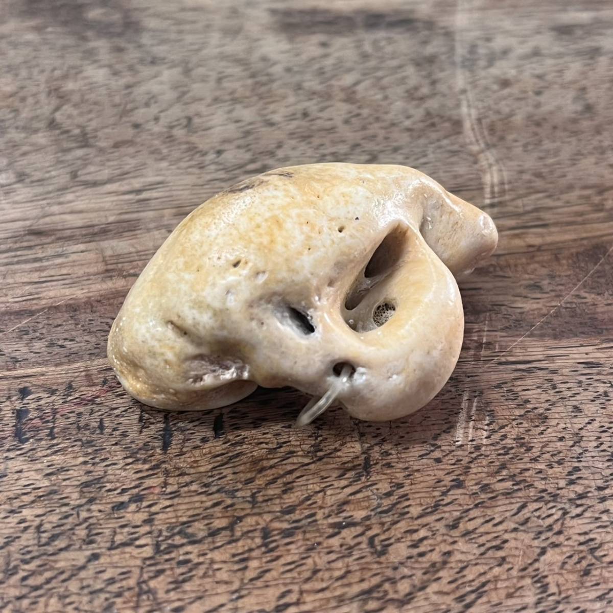 Yahoo!オークション - h2345 中古 イルカ 耳骨 化石 布袋石 天然物 コ