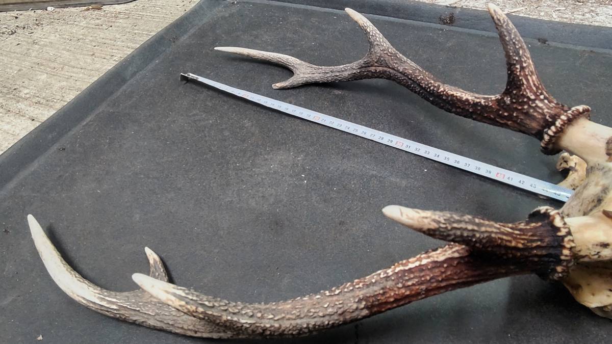 角大きめ ハンティングトロフィー 鹿 シカ 頭蓋骨 角 ツノ ニホンジカ