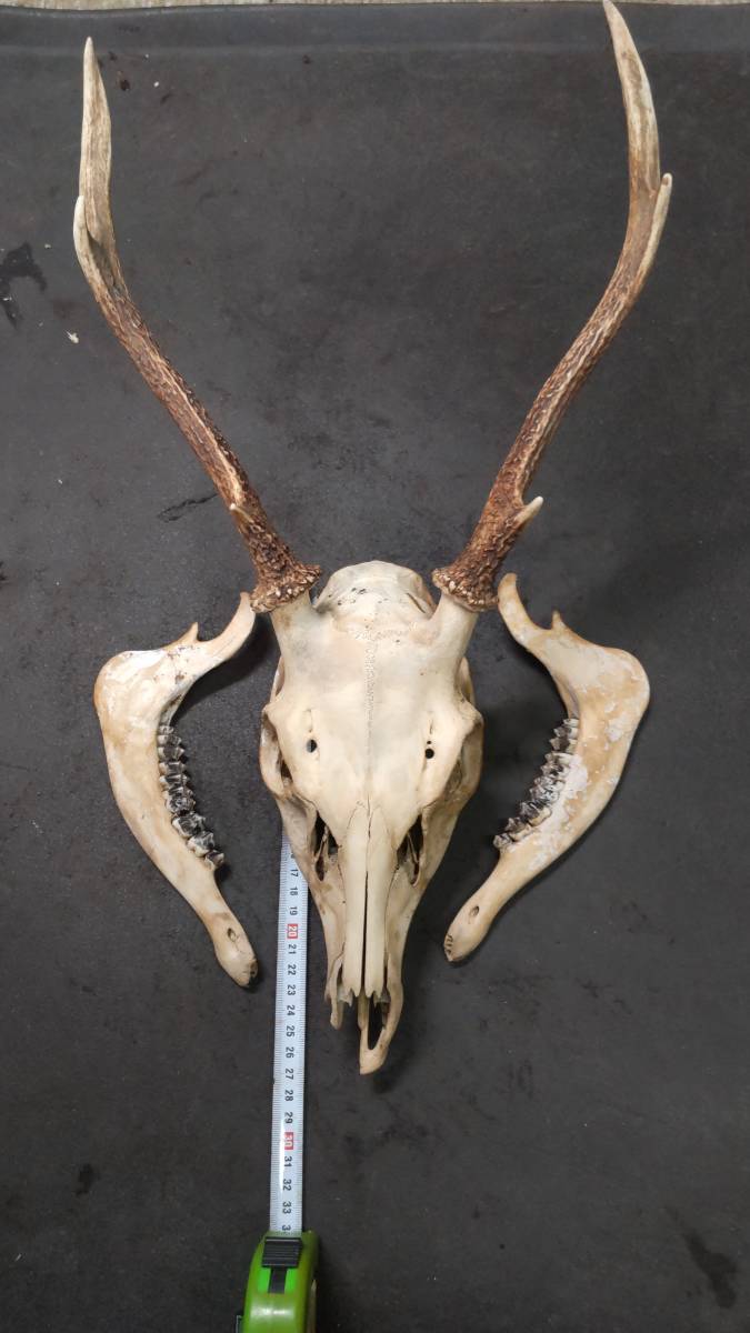 角大きめ ハンティングトロフィー 鹿 シカ 頭蓋骨 角 ツノ ニホンジカ
