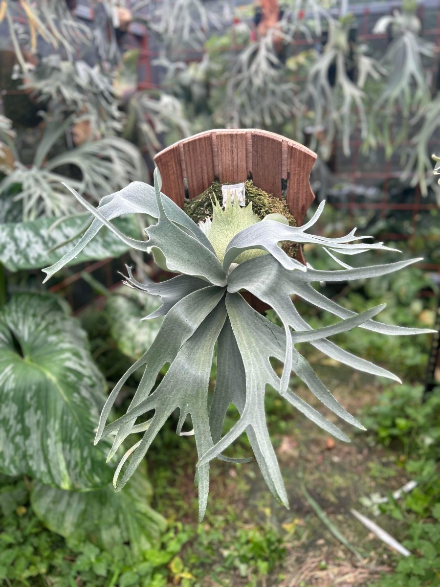 Yahoo!オークション - A180 P.Lion Head ライオン ヘッド 株分け ビカ