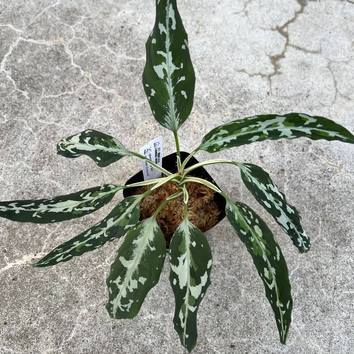 Yahoo!オークション - 正規タグ付き LA便ネームド株 Aglaonema pictum