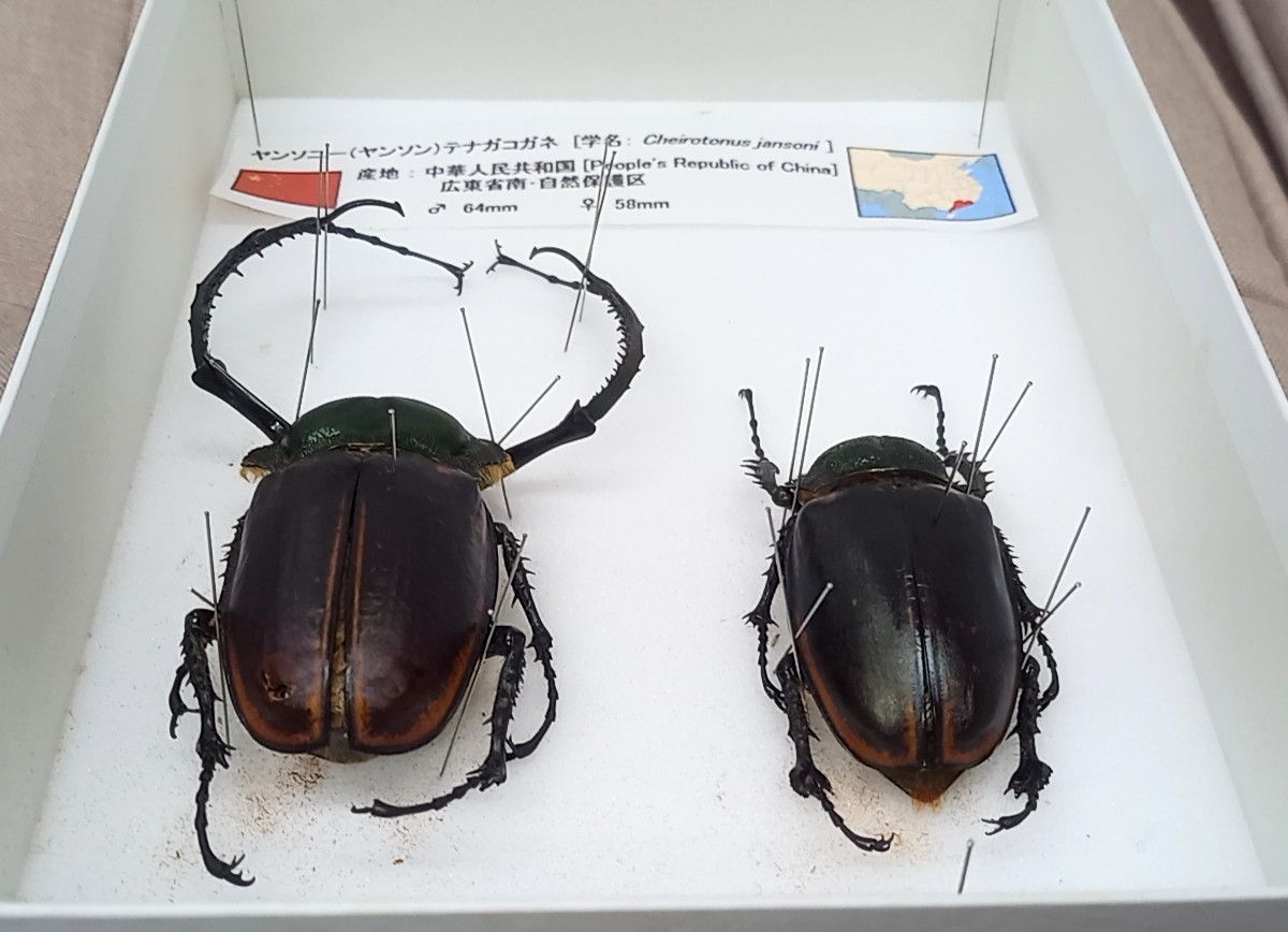 Yahoo!オークション - 結構レア【展翅 展足済み 標本 このまま飾れます